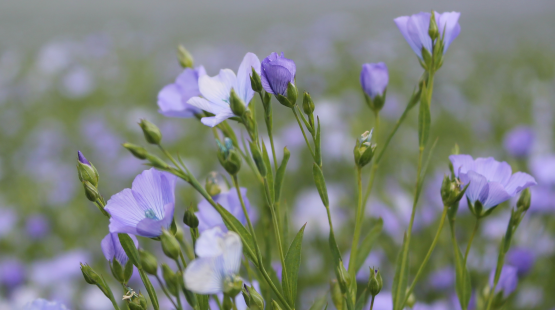 Spring Linseed