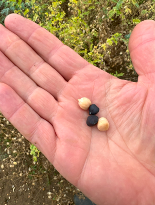 Contrasting seed types within 2024 Niab nursery plots